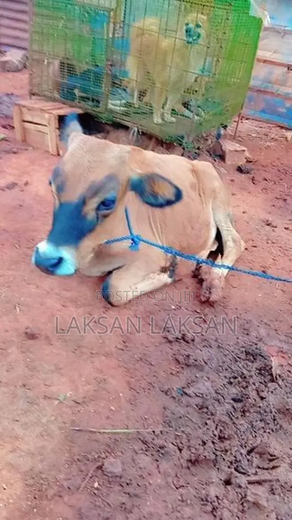 Milk Cows