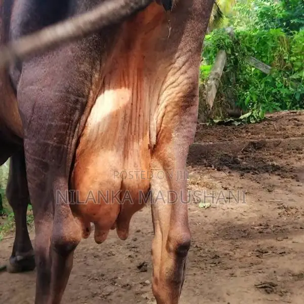 jarcyie cow