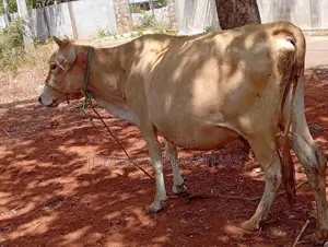 milk cow
