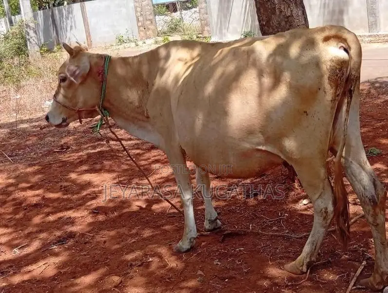 milk cow