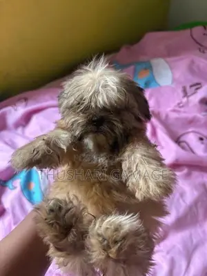 Shih tzu puppy
