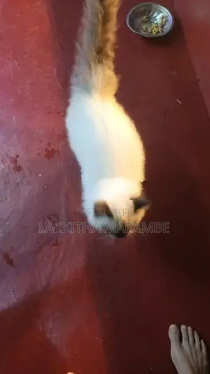 Himalayan Cat
