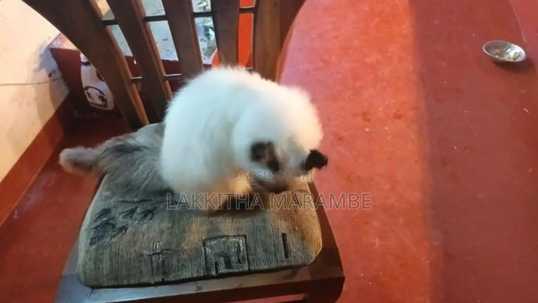 Himalayan Cat