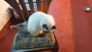 Himalayan Cat