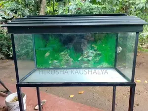 Fish Tank