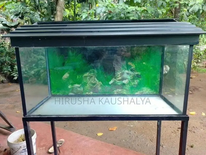 Fish Tank