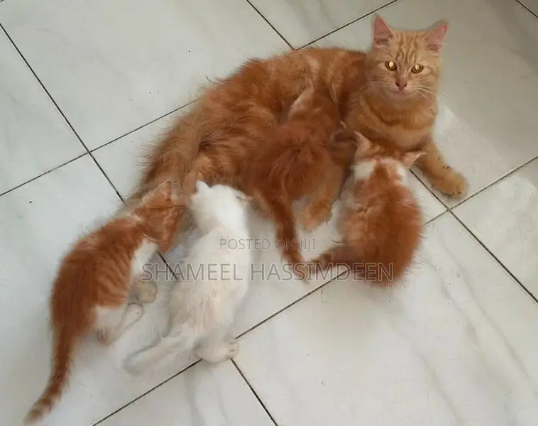 Persian Kittens
