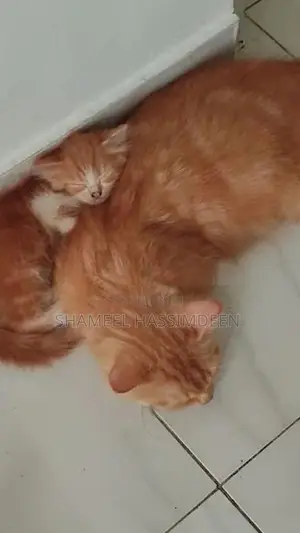 Persian Kittens