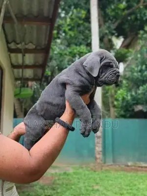 Cane corso