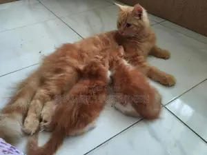 Persian Kittens