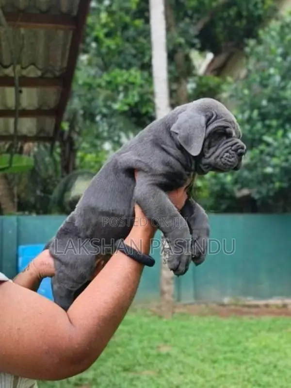 Cane corso