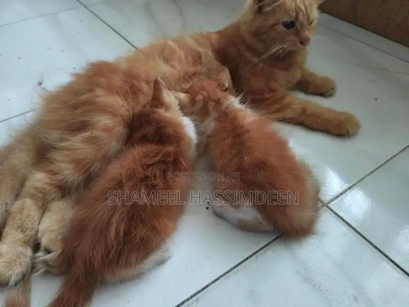Persian Kittens
