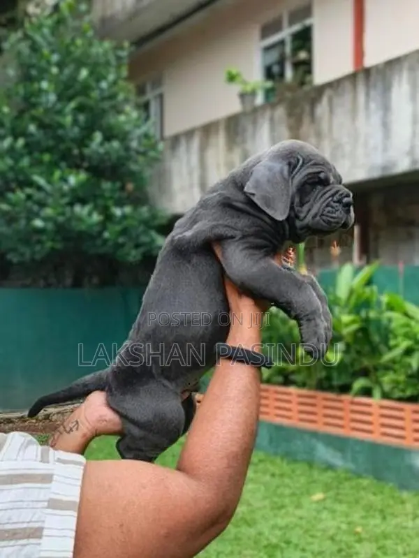 Cane corso