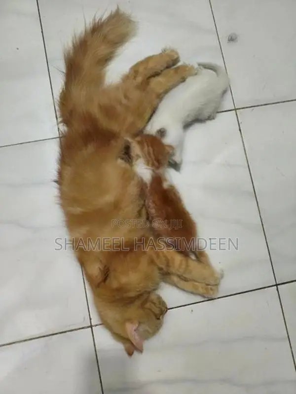 Persian Kittens