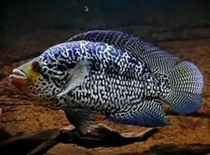 Jaguar Cichlid Fish