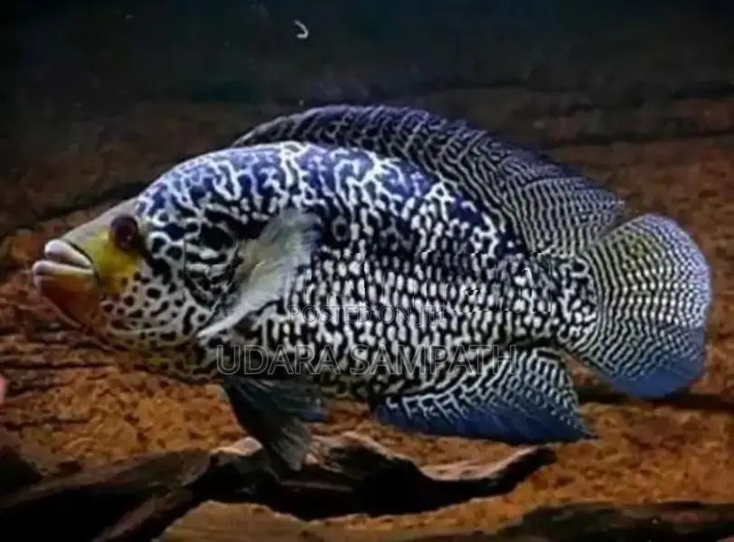 Jaguar Cichlid Fish