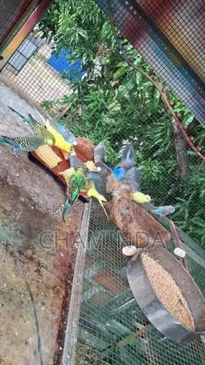 Love birds