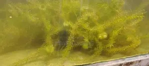 Cement fish tank