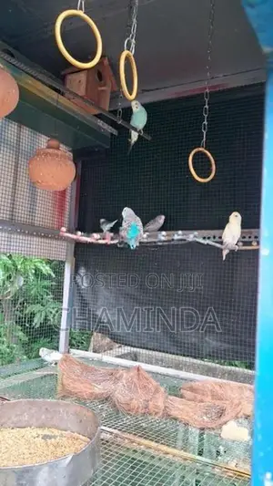 Love birds