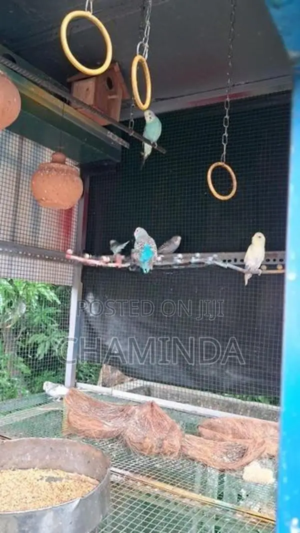 Love birds