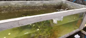 Cement fish tank