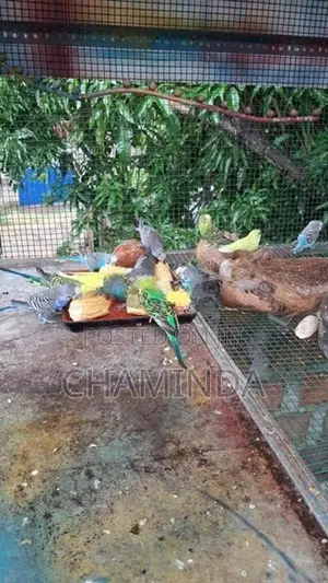 Love birds