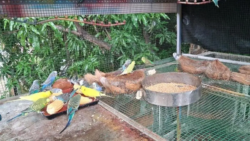 Love birds