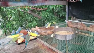Love birds