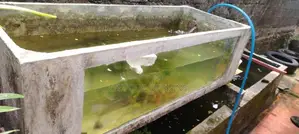 Cement fish tank