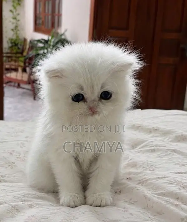 Persian Cat