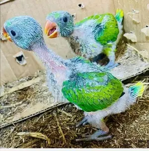 Alu Giraw Chick
