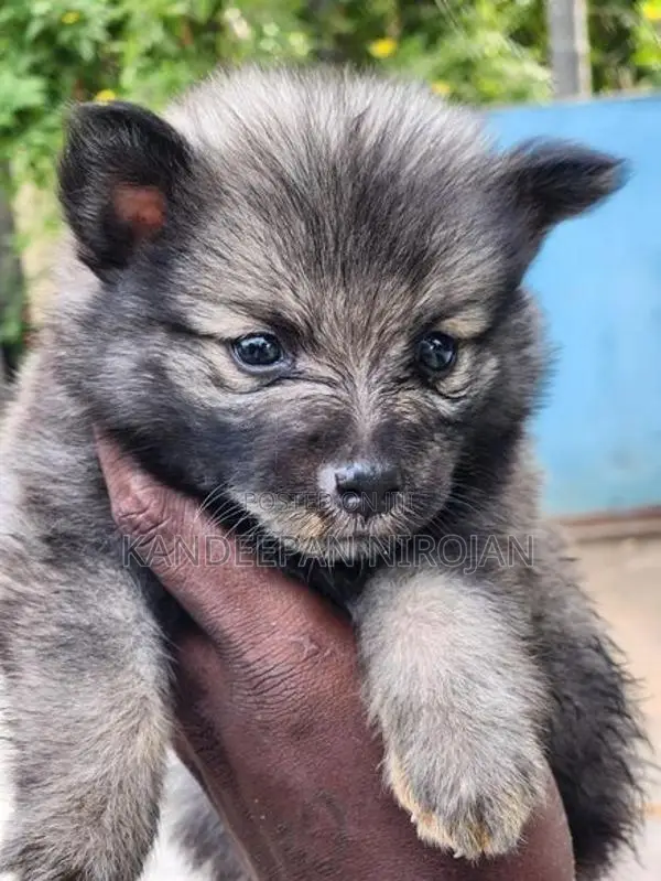 Lion Pommeriyan Puppies