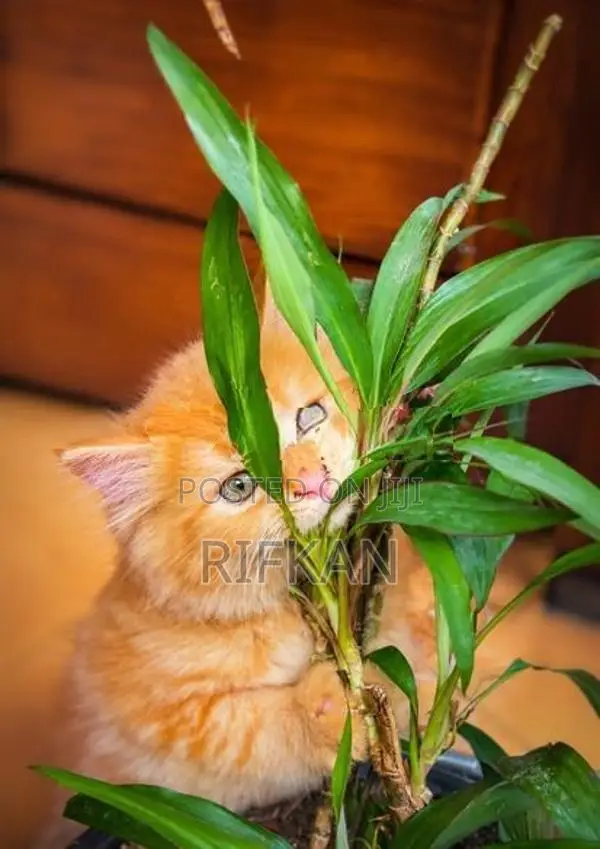Persian Cat