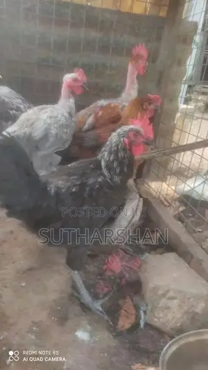 Country Chicken