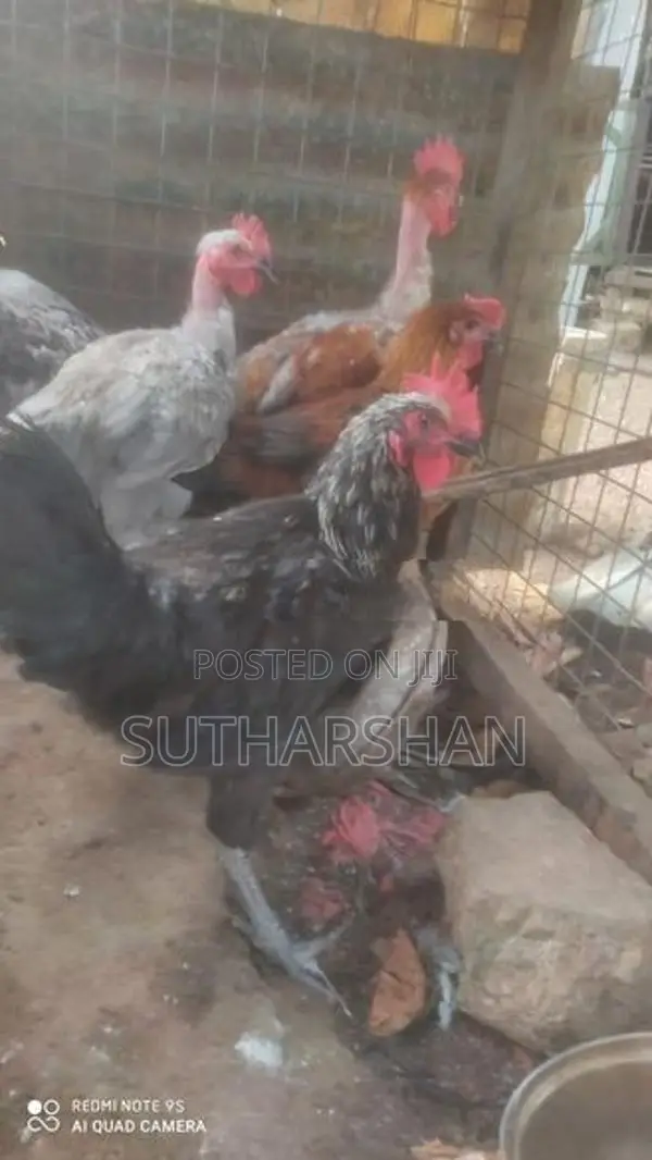 Country Chicken