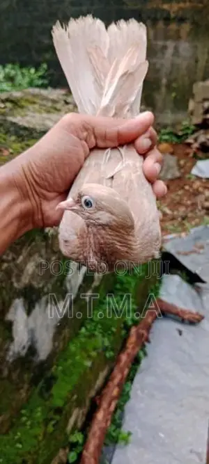 Pigeon