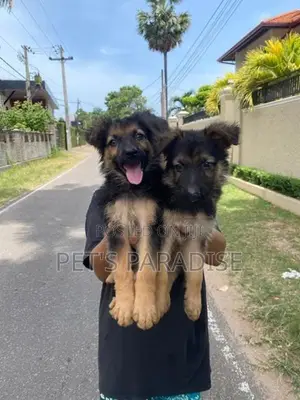 German Shepherd Puppies