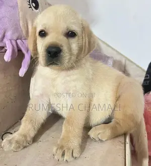 Labrador Puppies