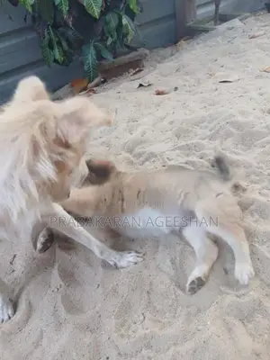 Pomaranian Puppies
