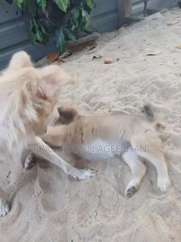 Pomaranian Puppies