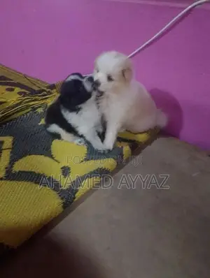 Pomeranian Dog
