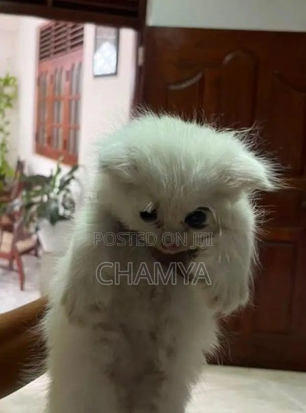 Persian Cat