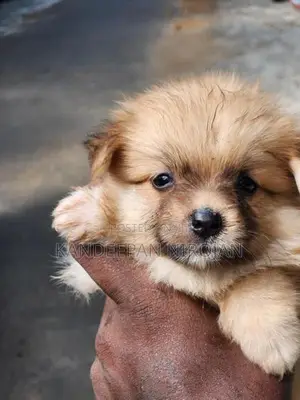 Lion Pommeriyan Puppies