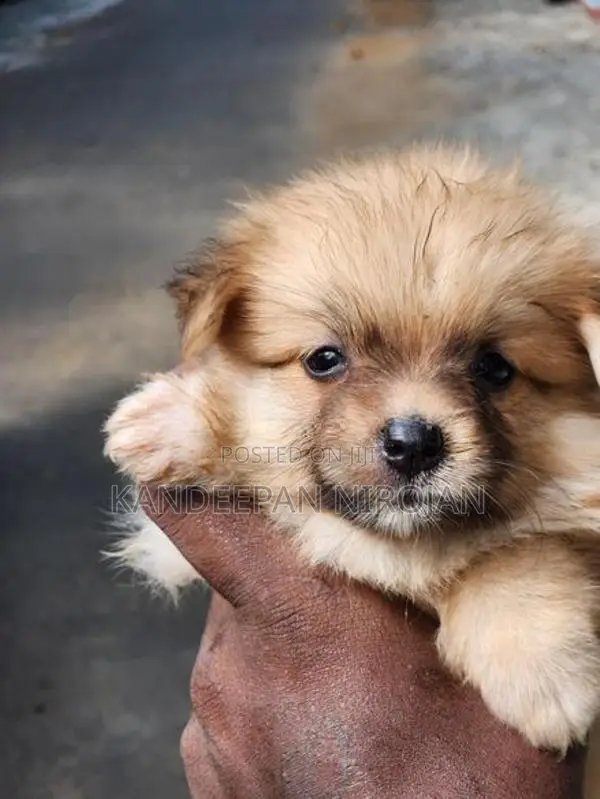 Lion Pommeriyan Puppies
