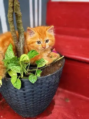 Persian Cat
