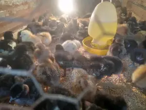 නිරෝගීමත් ගම් කුකුළ් පැටවුන්