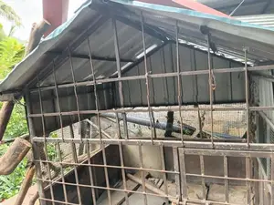 Dog Cage