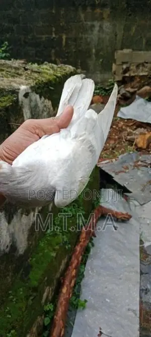 Pigeon