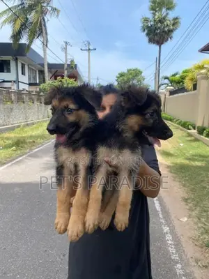 German Shepherd Puppies