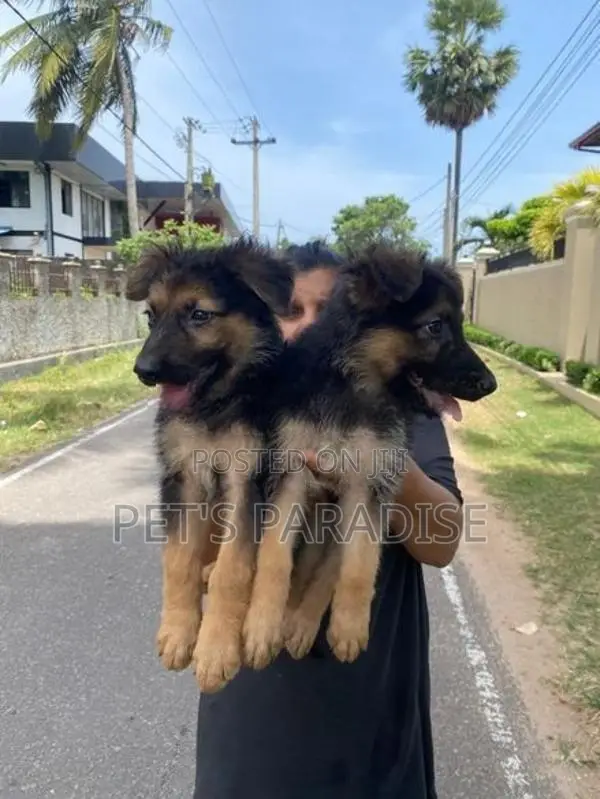 German Shepherd Puppies